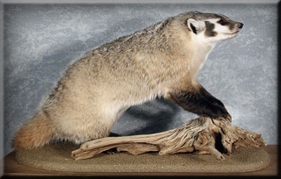 Badger Taxidermy Mount
