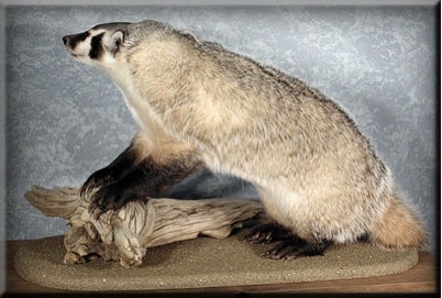 Badger Taxidermy Mount