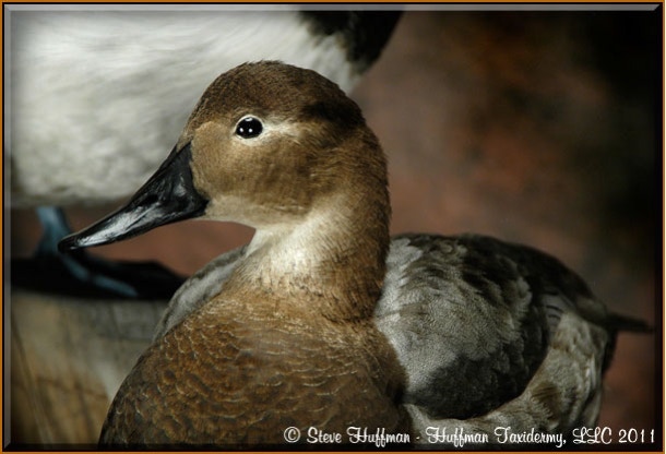 Canvasback Pair Standing Taxidermy Mount by Huffman Taxidermy