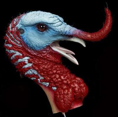 Fighting Turkey Head Painted Freeze Dry Taxidermy