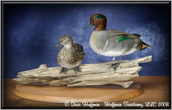 Green Wing Teal Pair Taxidermy Mount