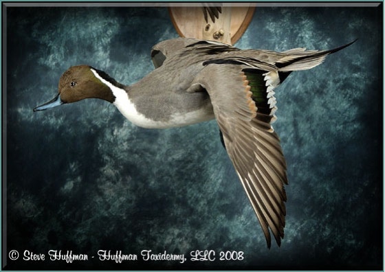 Pintail Pair Flying Taxidermy Wall Mount