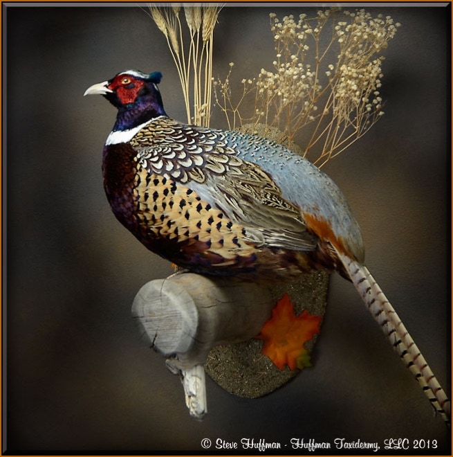 Ringneck Pheasant Rooster Taxidermy Wall Mount