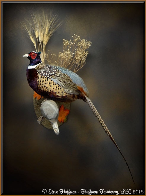Ringneck Pheasant Rooster Taxidermy Wall Mount