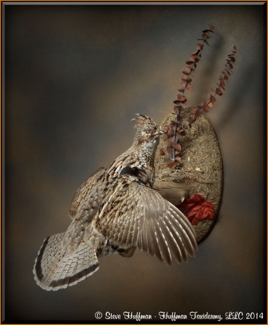Ruffed Grouse Flying Taxidermy Wall Mount