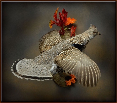 Ruffed Grouse Flying Taxidermy Mount