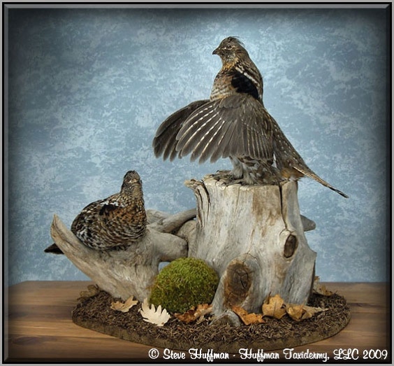 Ruffed Grouse Pair Taxidermy Mount Drumming 