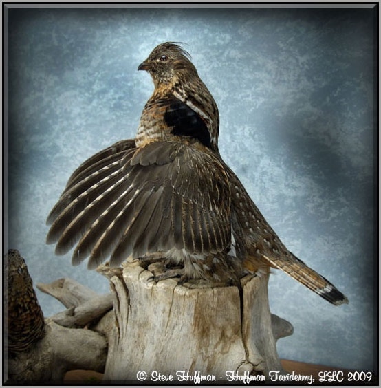 Ruffed Grouse Pair Taxidermy Mount Drumming 