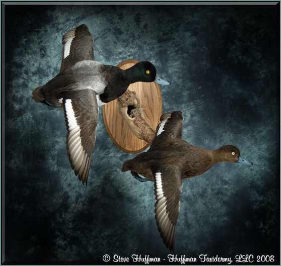 Greater Scaup Pair Taxidermy Flying wall Mount_