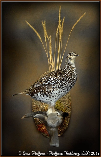 Sharptail Grouse Standing Taxidermy Mount