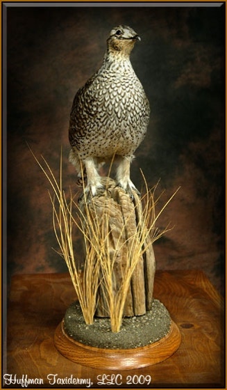 Sharptail Grouse Standing Taxidermy Mount