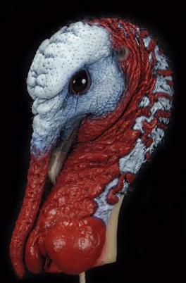 Strutting Turkey Head Painted Freeze Dry Taxidermy