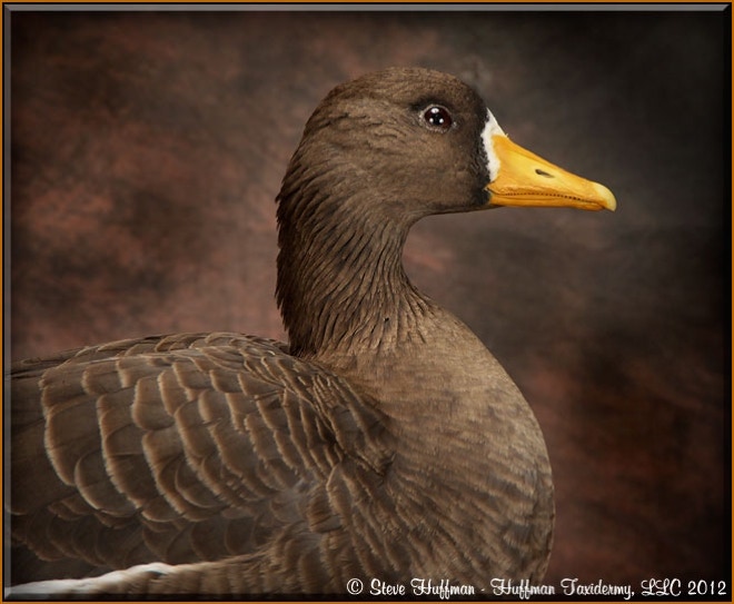 Greater White Front Goose Standing Taxidermy Mount