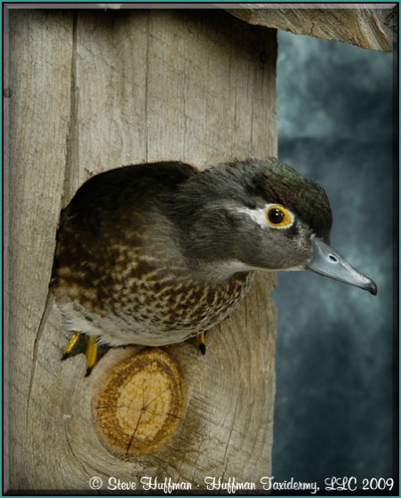 Wood Duck Pair on nesting box Taxidermy Mount