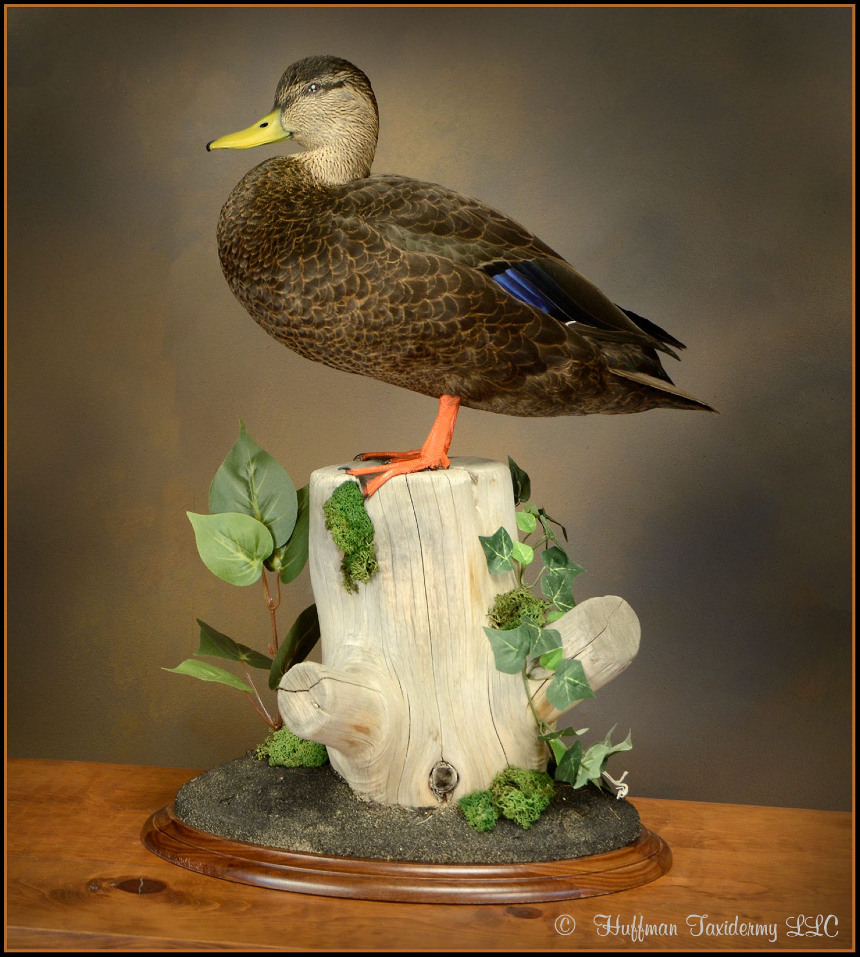 Black Duck Standing Mount Taxidermy Duck For Sale