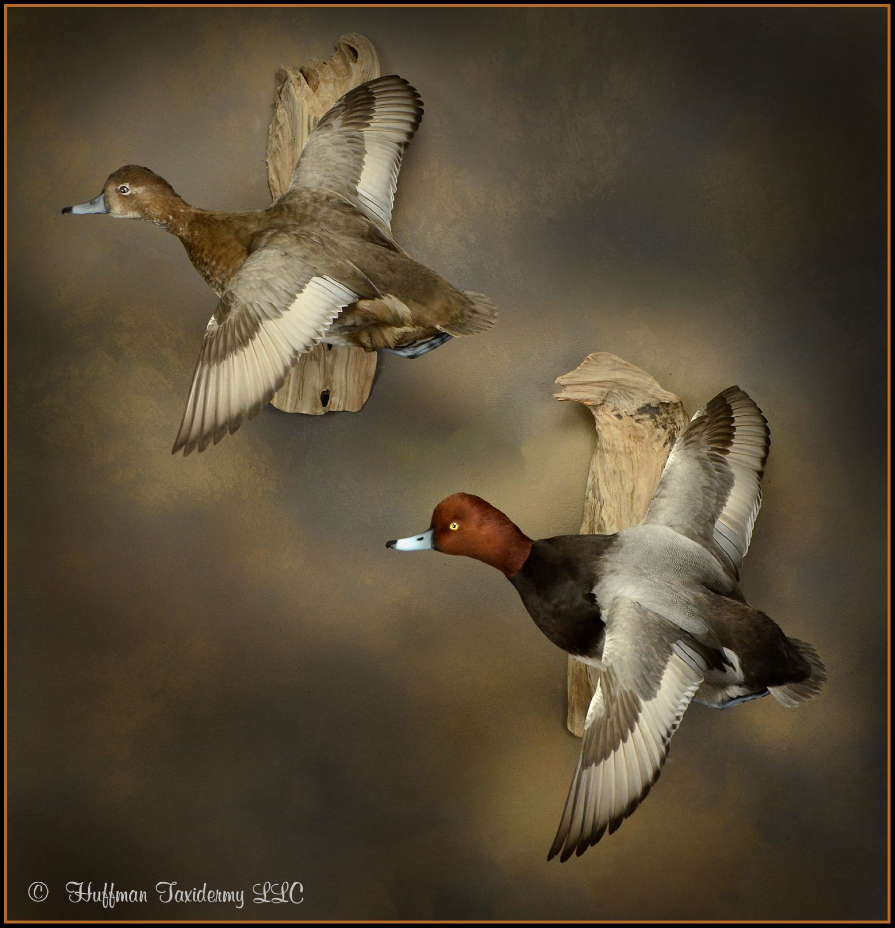 Redhead Pair Flying Mounts Taxidermy Ducks For Sale