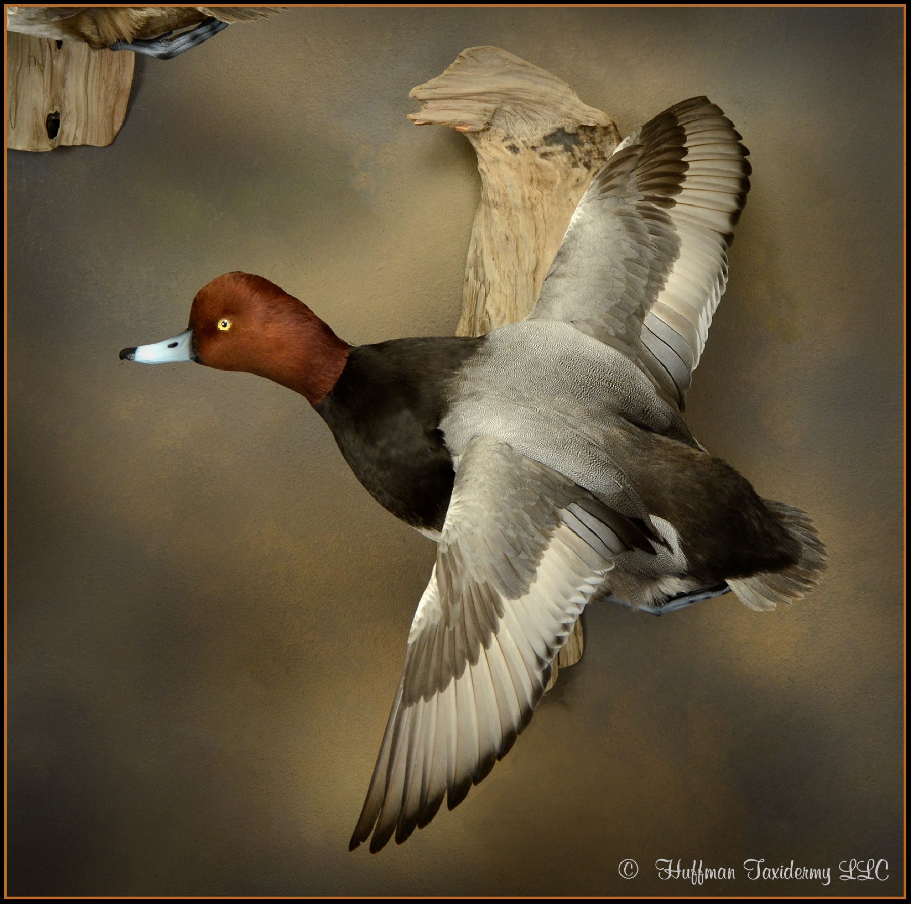 Redhead Drake Flying Mounts Taxidermy Ducks For Sale