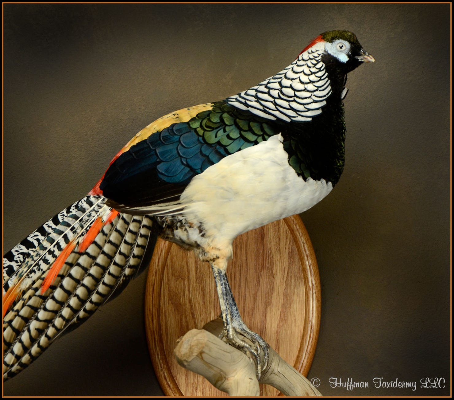 Lady Amherst Pheasant Taxidermy Wall Mount For Sale