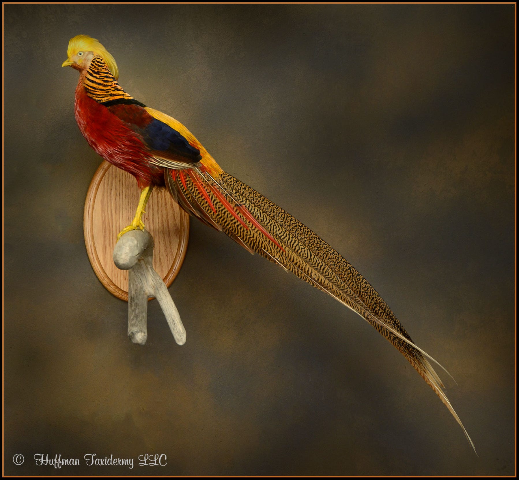 Golden Pheasant Taxidermy Wall Mount For Sale