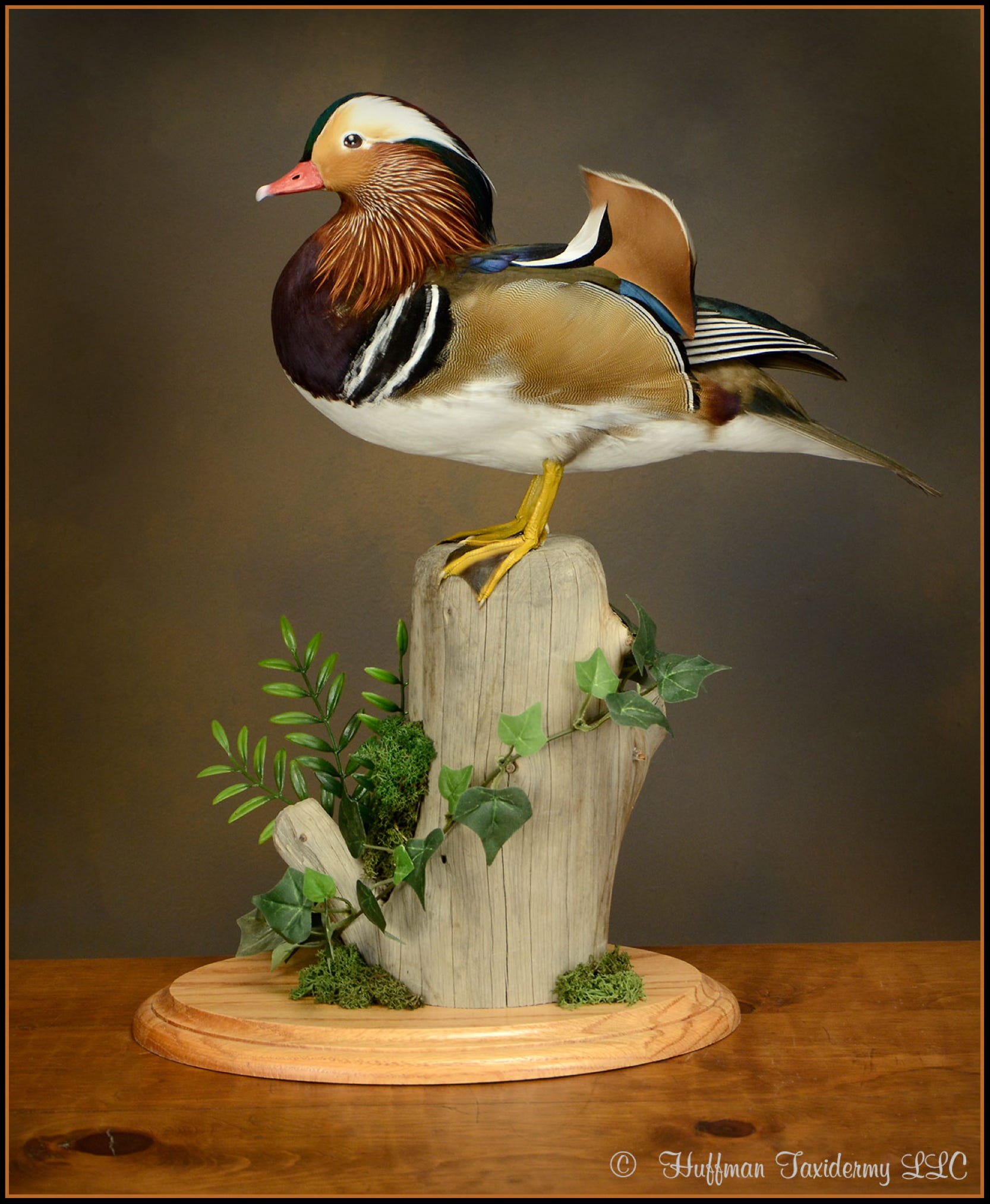 Japanese Mandarin Drake Standing Mount Taxidermy Duck For Sale