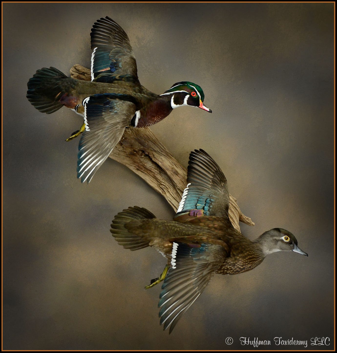 Wood Duck Pair Taxidermy Mount For Sale