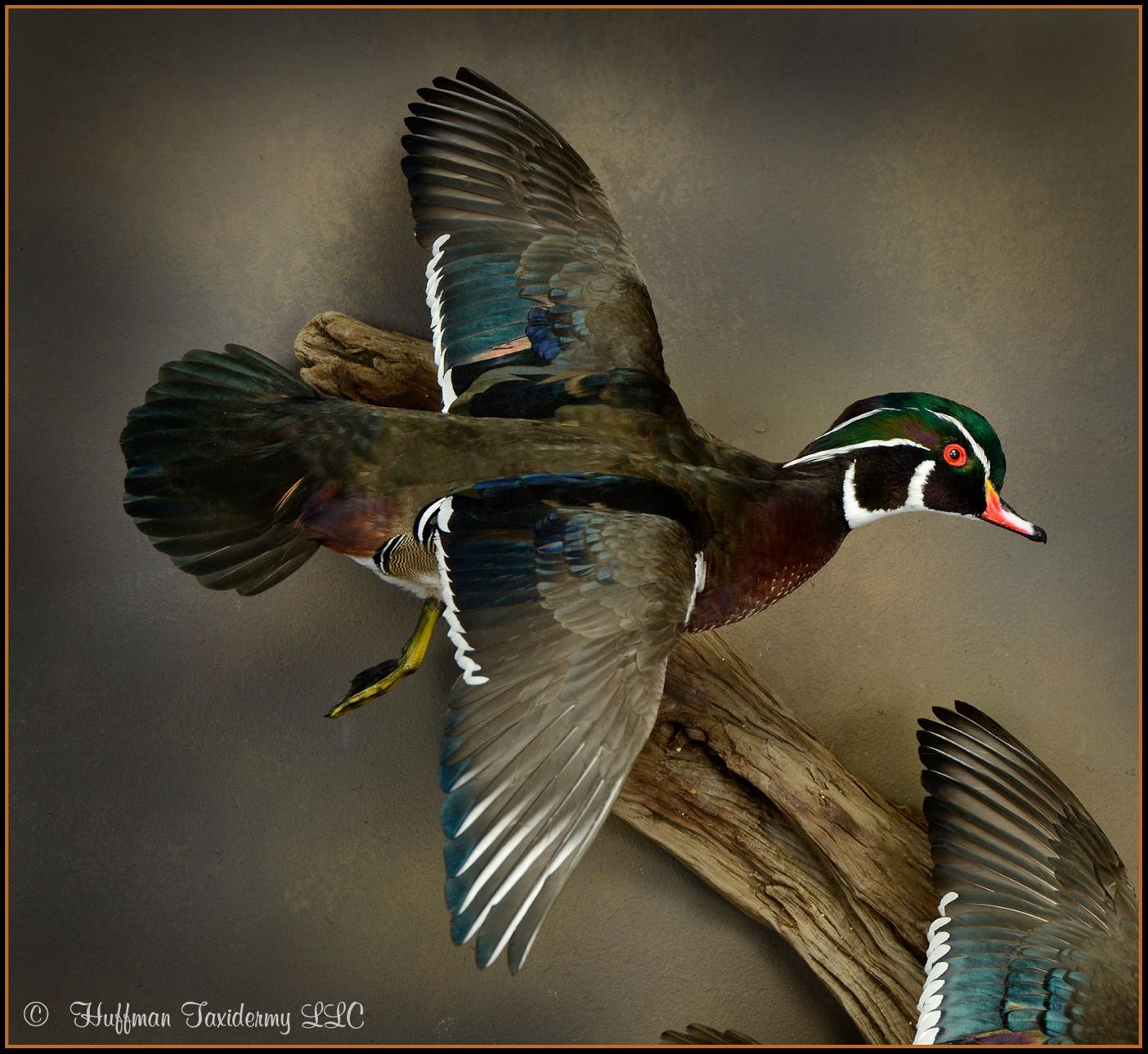 Wood Duck Drake Taxidermy Mount For Sale