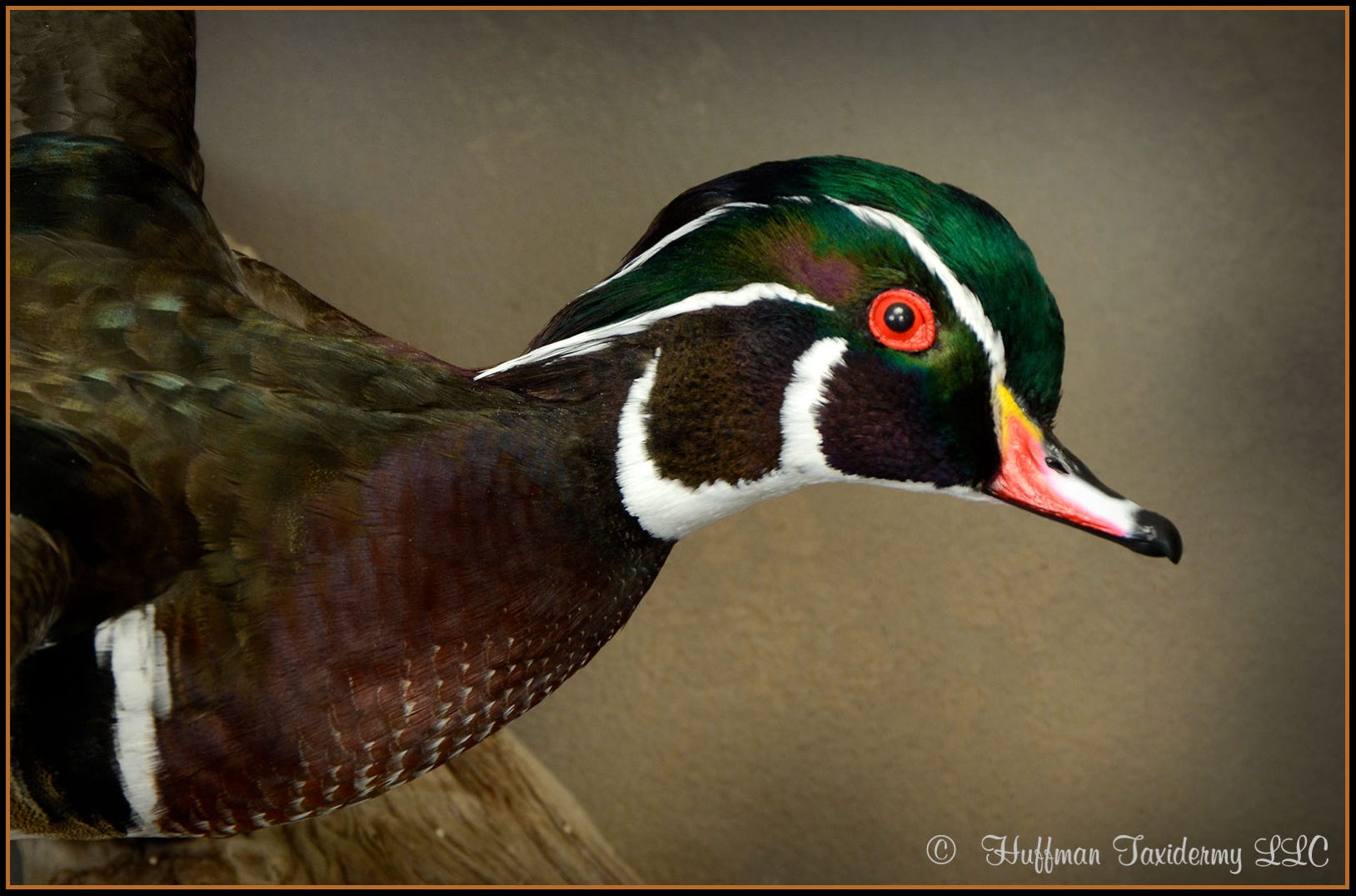 Wood Duck Drake Taxidermy Mount For Sale