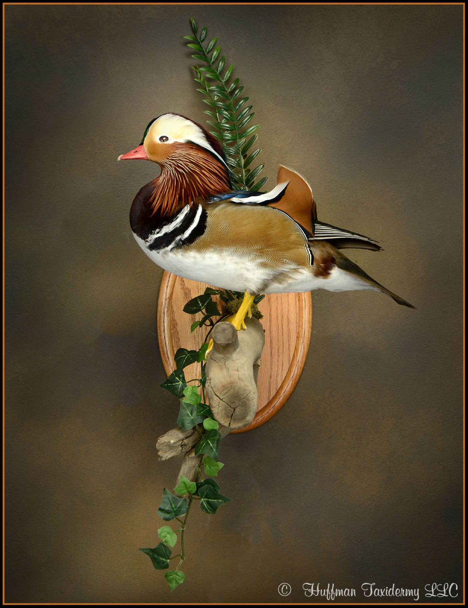 Japanese Mandarin Drake Standing Mount Taxidermy Duck For Sale