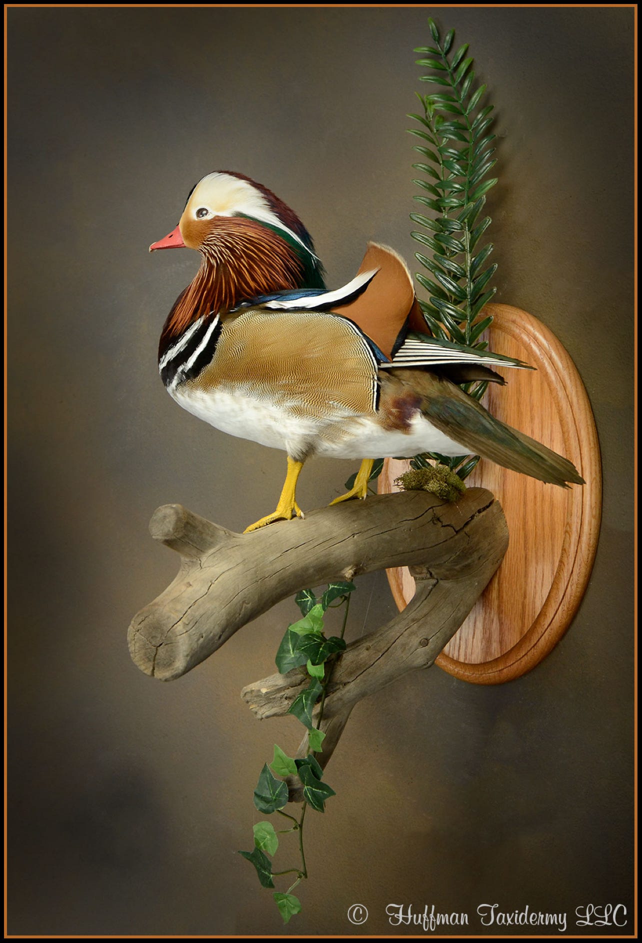 Japanese Mandarin Drake Standing Mount Taxidermy Duck For Sale