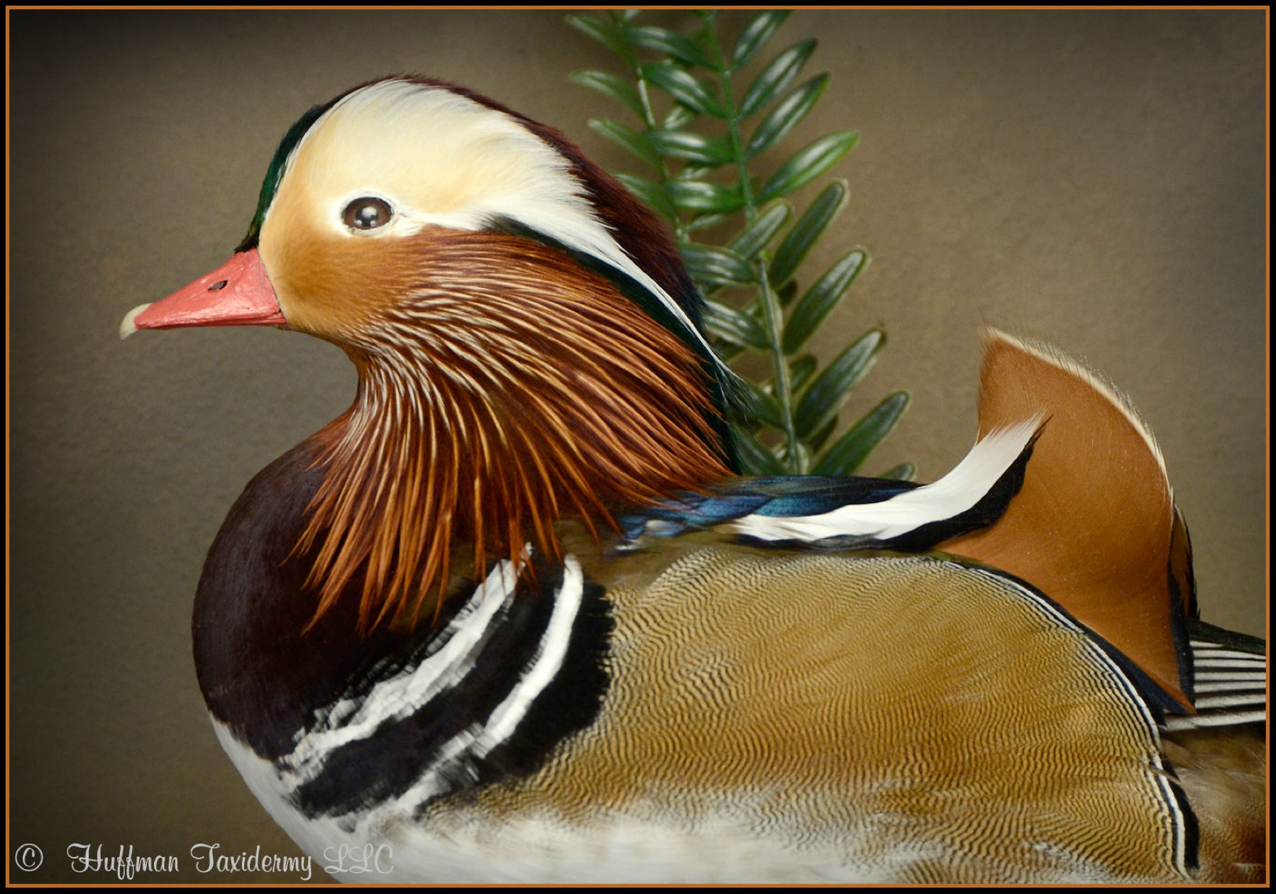 Japanese Mandarin Drake Standing Mount Taxidermy Duck For Sale