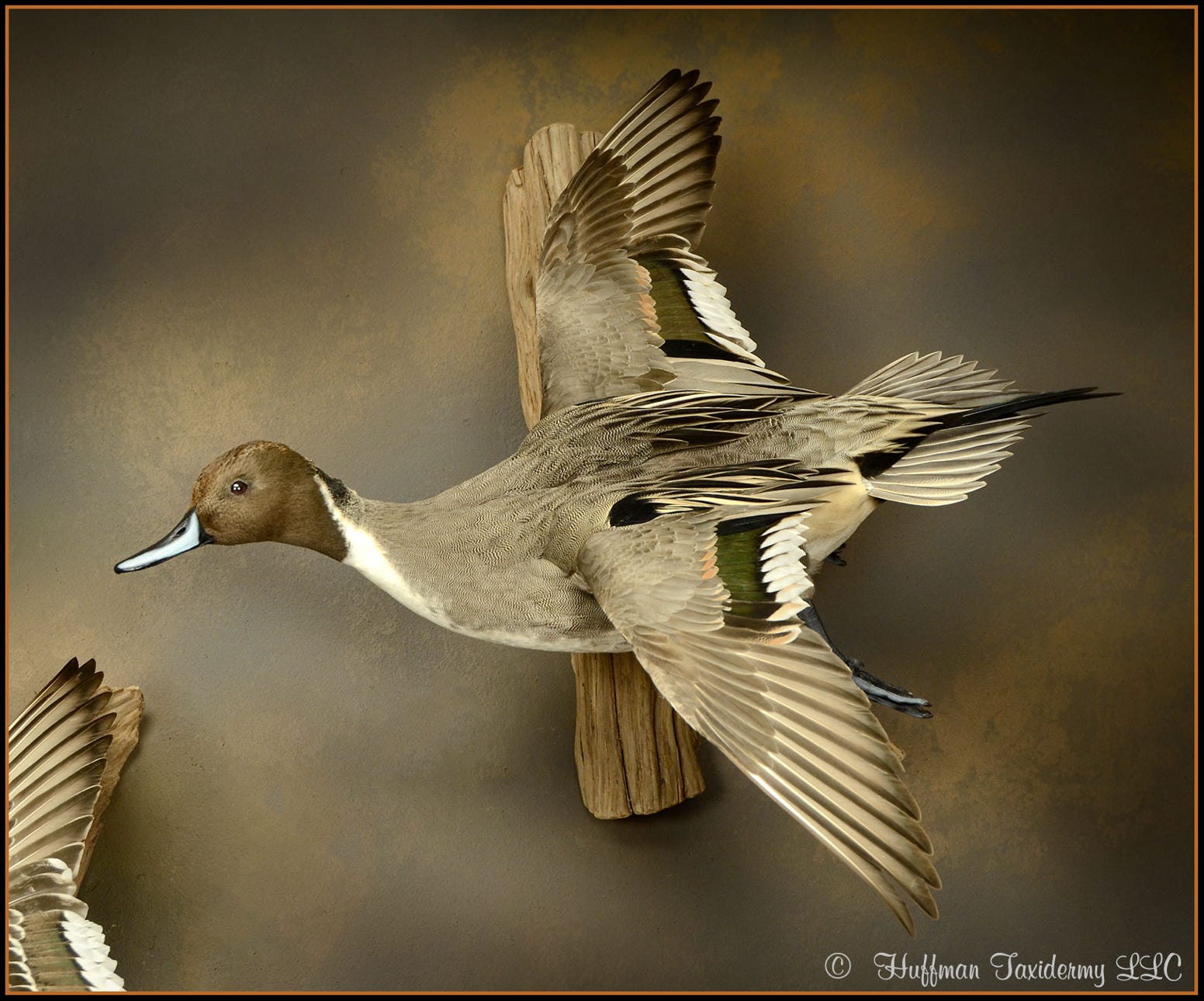 Pintail Drake Landing Wall Mount Taxidermy Duck For Sale