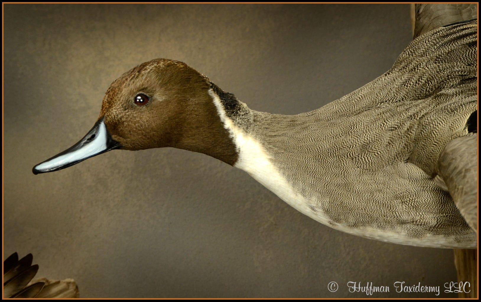 Pintail Drake Landing Wall Mount Taxidermy Duck For Sale