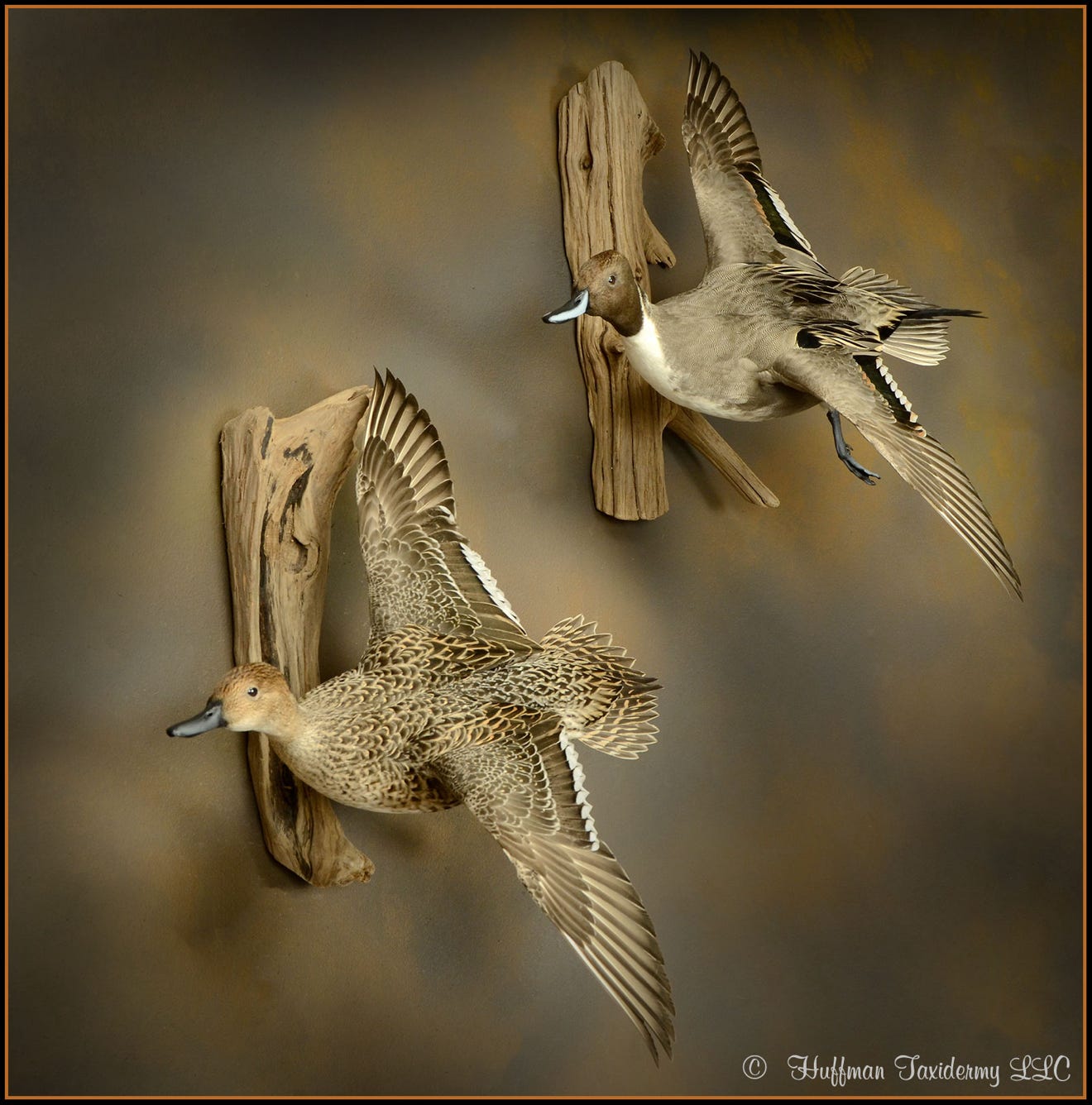 Pintail Pair Landing Wall Mounts Taxidermy Ducks For Sale