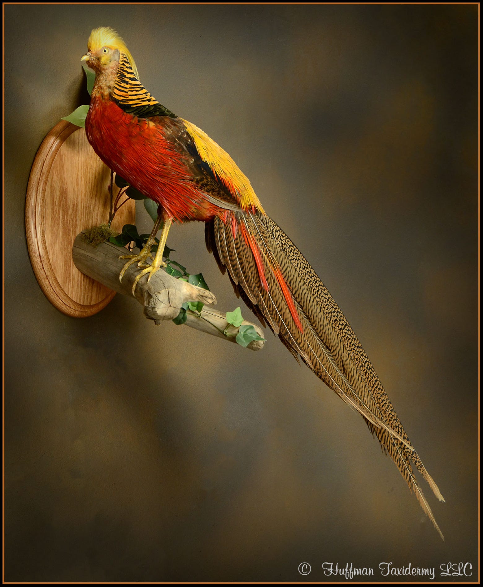 Golden Pheasant Taxidermy Wall Mount For Sale