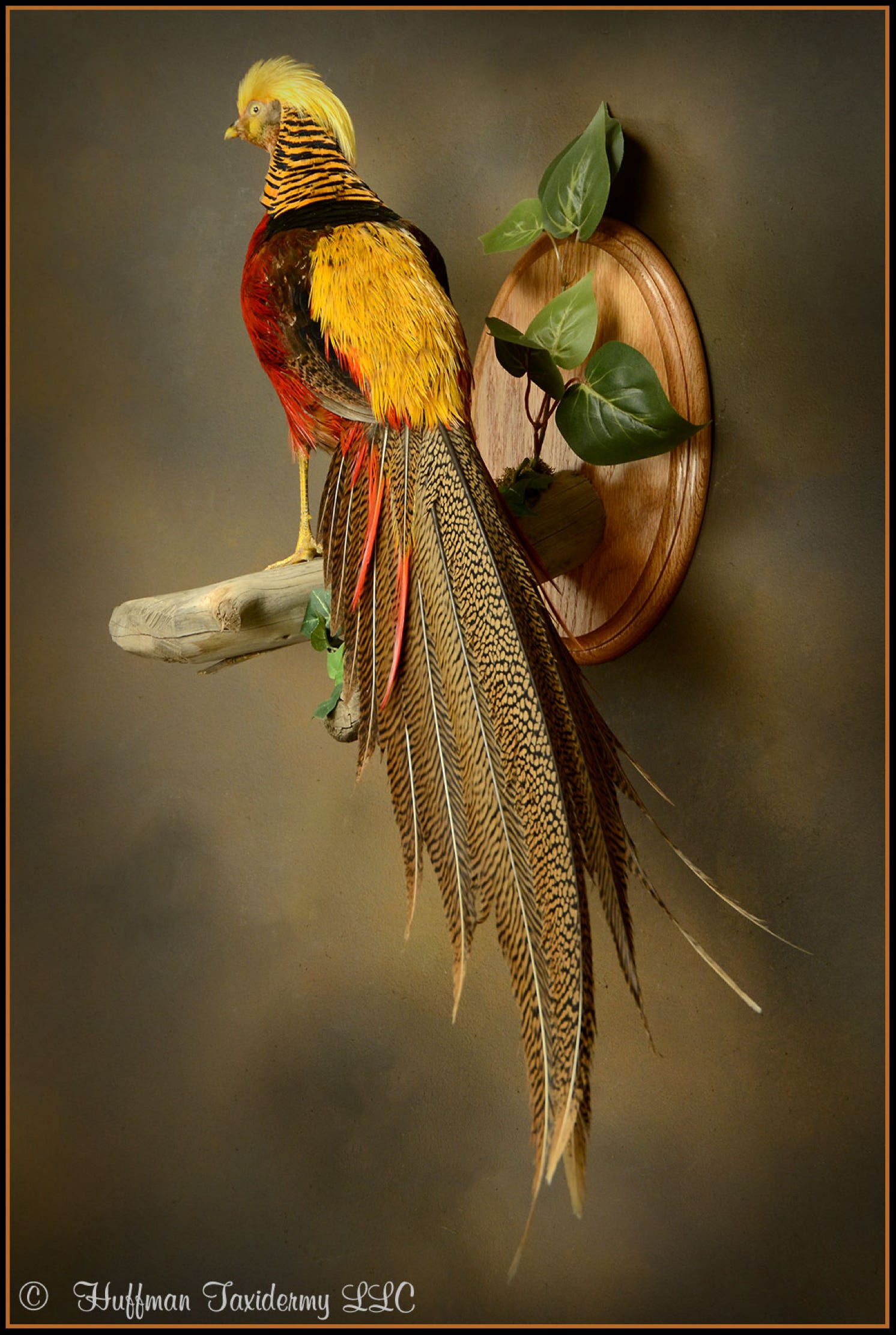 Golden Pheasant Taxidermy Wall Mount For Sale