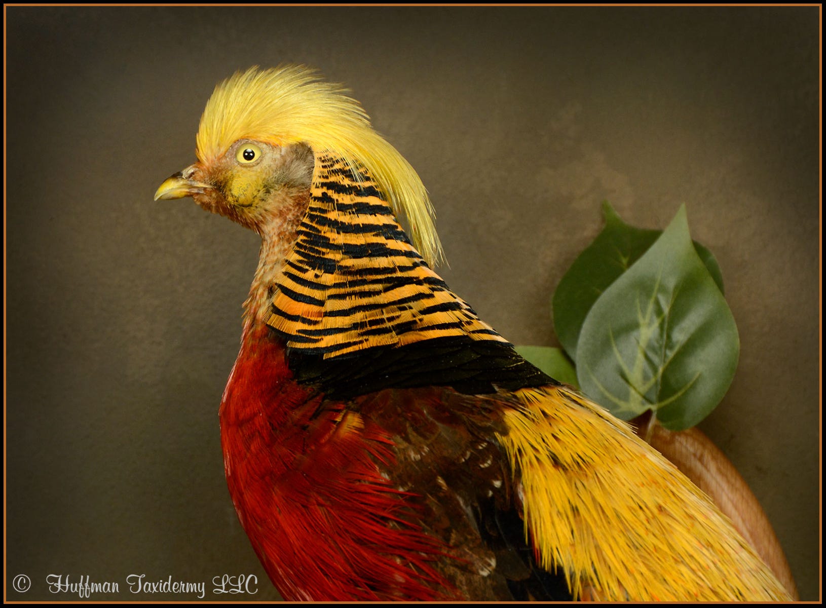 Golden Pheasant Taxidermy Wall Mount For Sale