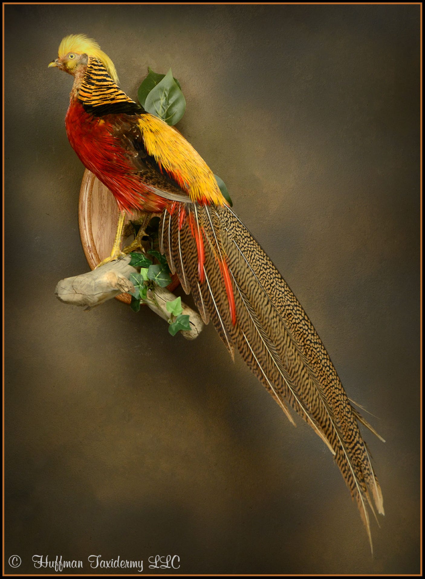 Golden Pheasant Taxidermy Wall Mount For Sale