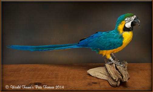 Blue and Gold Macaw Taxidermy Freeze Dry Pet 