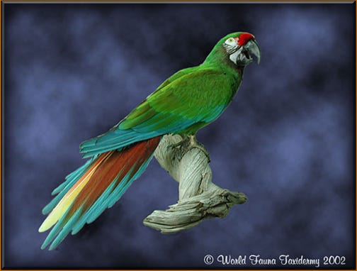 Military Macaw Taxidermy Freeze Dry Pet 