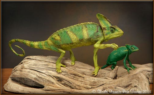 Chameleon Freeze Dry Taxidermy Pet Preservation