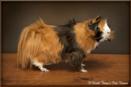 Guinea Pig Freeze Dry Taxidermy Pet Preservation