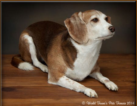 Beagle Dog Pet Preservation Freeze Dry Taxidermy 