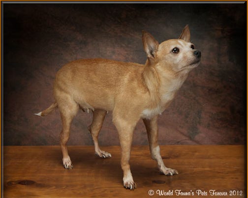 Chihuahua Pet Preservation Freeze Dry Taxidermy 