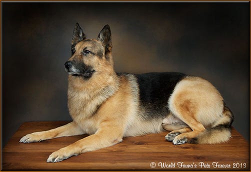 German Shepard Dog Pet Preservation
