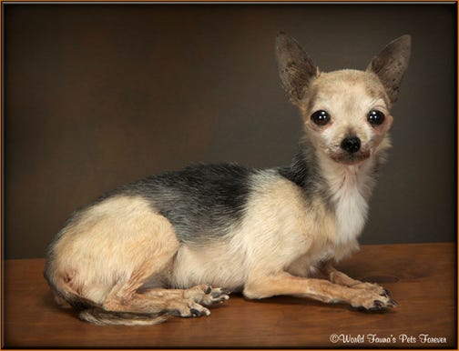Chihuahua Pet Preservation Freeze Dry Taxidermy 