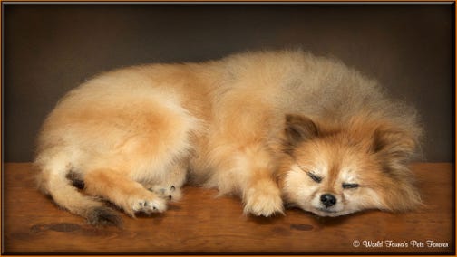 Pomeranian Dog Pet Preservation Freeze Dry Taxidermy