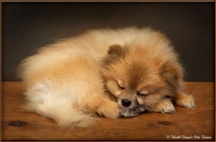 Pomeranian Dog Freeze Dry Taxidermy Pet Preservation