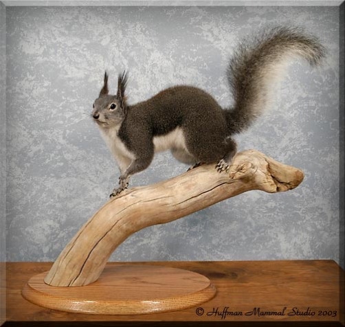 Abert’s Squirrel Taxidermy Mount