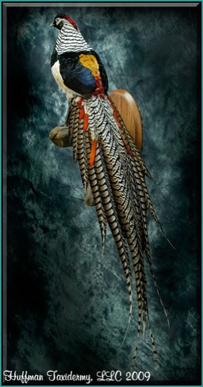Lady Amherst Pheasant Taxidermy Wall Mount