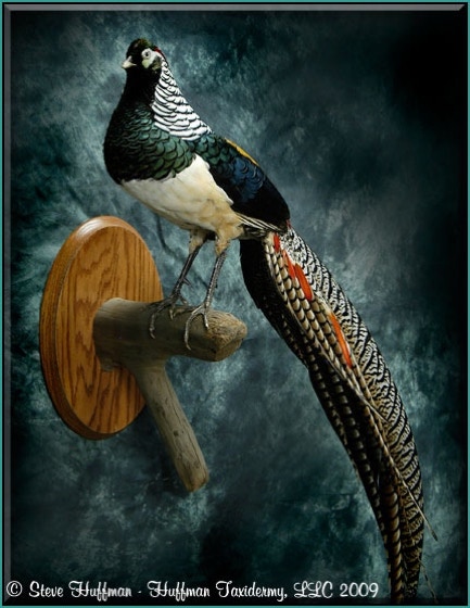 Lady Amherst Pheasant Taxidermy Wall Mount